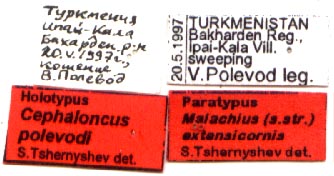 Holotype labels, color image