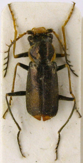 Clanoptilus dolini, paratype, color image