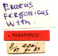 Paratype labels, color image