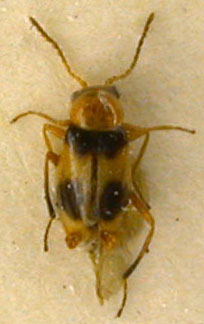 Ebaeus tibiaemaculatus, paratype, color image