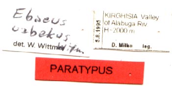 Paratype labels, color image