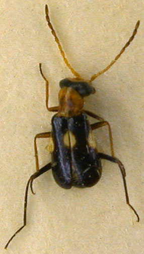 Embrocerus klapperichi, paratype, color image