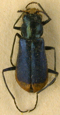 Haplomalachius pseudomelanorhynchus, paratype, color image