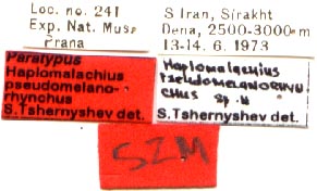 Paratype labels, color image