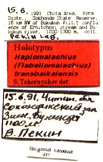 Holotype labels, color image