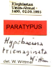 Paratype labels, color image