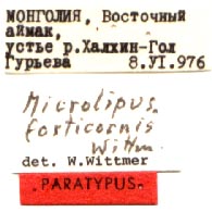 Paratype labels, color image