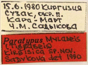 Paratype labels, color image