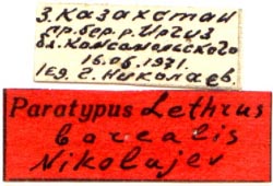 Paratype labels, color image