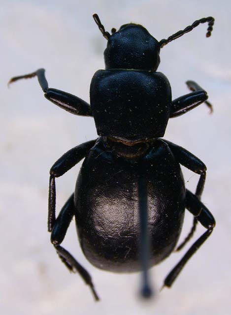 Anatolica dashidorzhi fortepunctata, paratype, color image