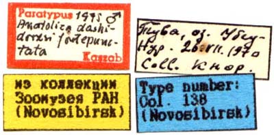 Paratype labels, color image