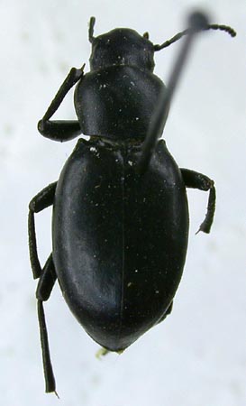 Anatolica dashidorzhi subalpina, paratype, color image