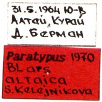 Paratype labels, color image