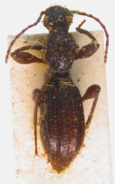 Leptodes rimicola, paratype, color image