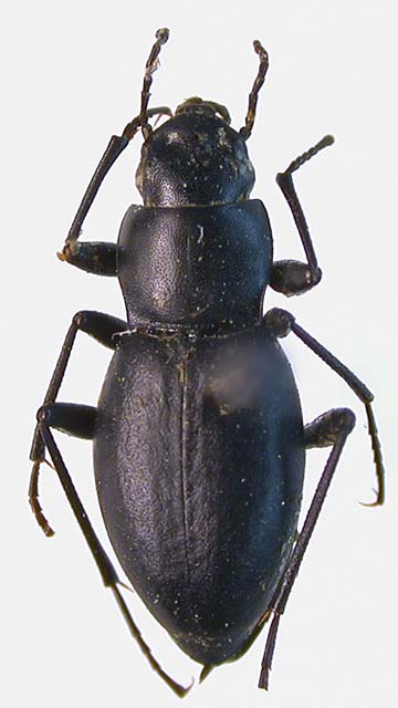 Scythis tuvae, paratype, color image