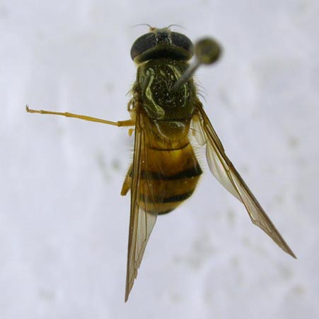 Cheilosia egregia, color image