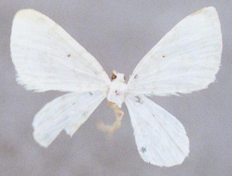 Astena ojrotica, holotype, color image