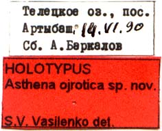 Holotype labels, color image