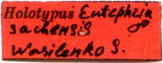 Holotype label, color image