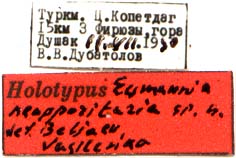 Holotype labels, color image