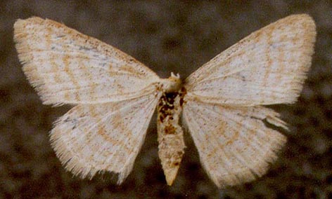 Idaea pallidata similiformis, color image