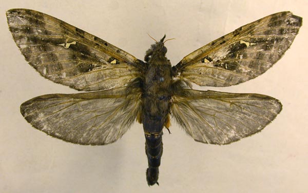 Endoclyta sinensis, color image