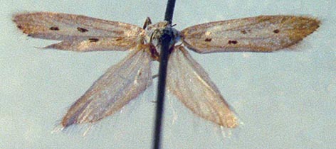 Ethmia turkmeniella, color image