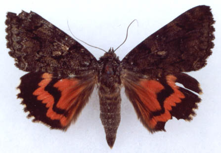 Catocala dula from Transbaikalia, color image