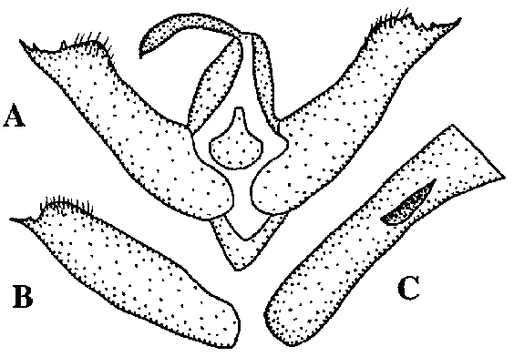 Victrix reservata genitalia