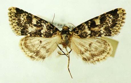 Victrix reservata, the paratype, color image