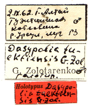 Dasypolia tuektiensis holotype labels, color image