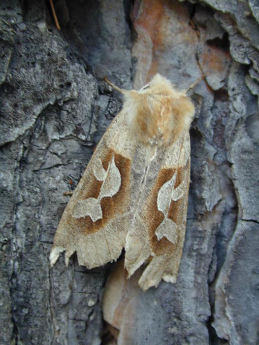 Perigrapha circumducta, color image