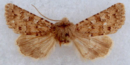 Pseudopseustis argyllostigma, holotype, color image