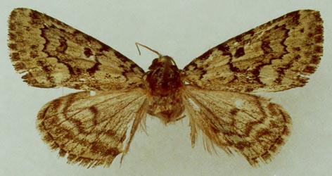 Victrix umovii, color image