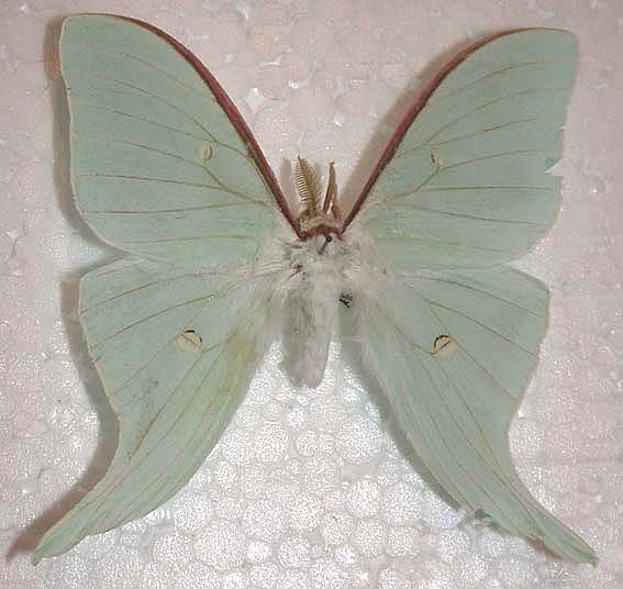 Actias artemis, color image