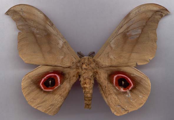 Lobobunaea phaedusa, color image