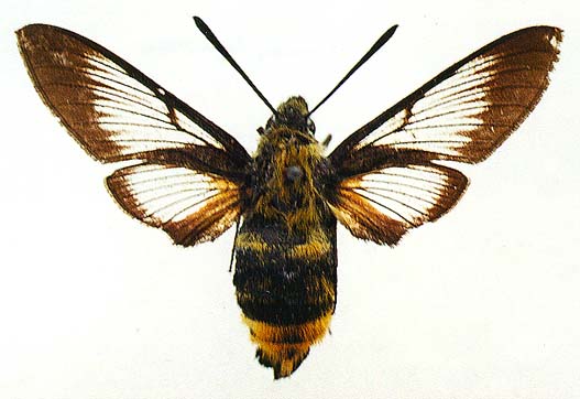 Hemaris radians, color image