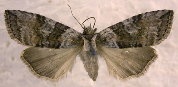 Epipsestis perornata, color image