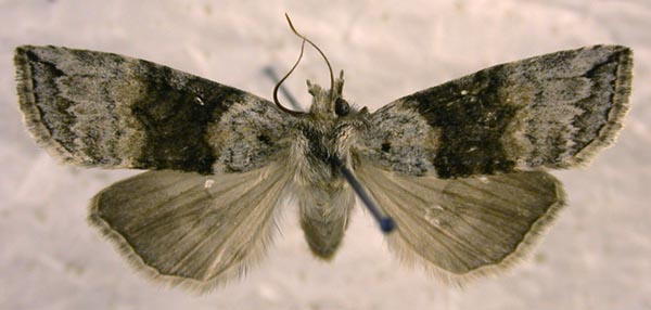 Epipsestis perornata, color image