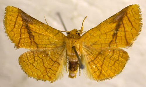 Pyrinioides aureus, color image