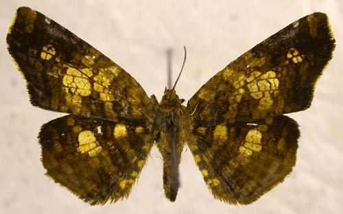 Sericophora guttata, color image