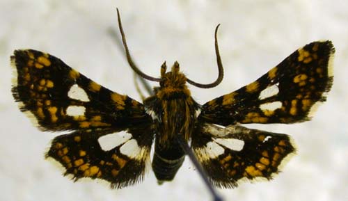 Thyris usitata siberica, color image