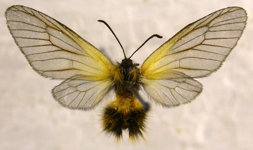 Pryeria sinica, color image