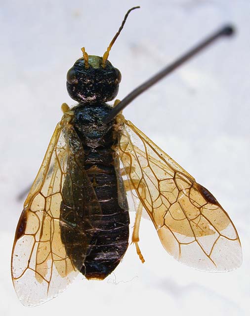 Pamphilius sajanicus, holotype, color image