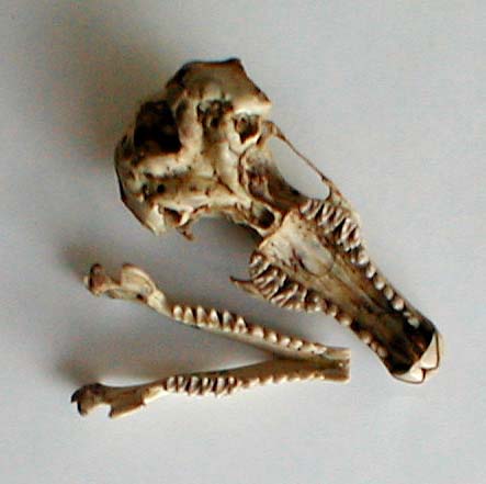 Desmana moschata skull, color image