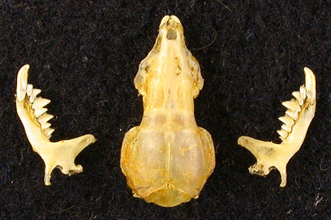 Diplomesodon pulchellum, color image