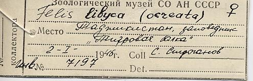 Felis libyca, label, color image