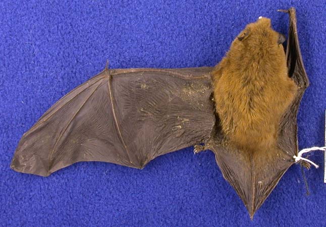 Pipistrellus pipistrellus, color image