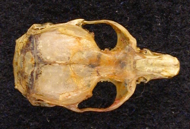 Alticola fetisovi, holotype, color image