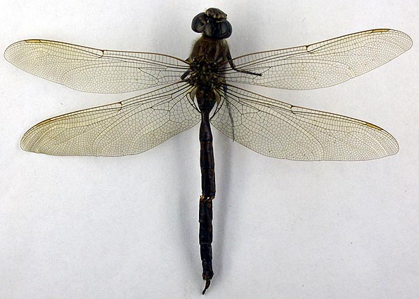 Aeschna crenata wnukowskii, lectotype, color image